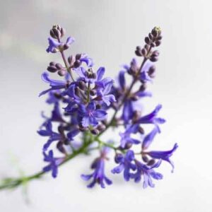 Baldrian als Nahrungsergänzungsmittel Baldrian als Nahrungsergänzungsmittel